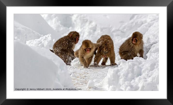 Group Of baby Snow Monkeys playing together in the snow Framed Mounted Print by Jenny Hibbert