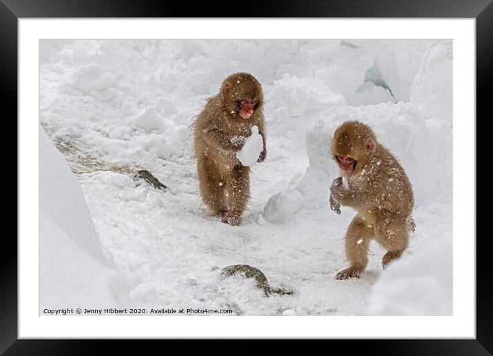 Two baby Snow monkeys running around carrying lumps of snow Framed Mounted Print by Jenny Hibbert