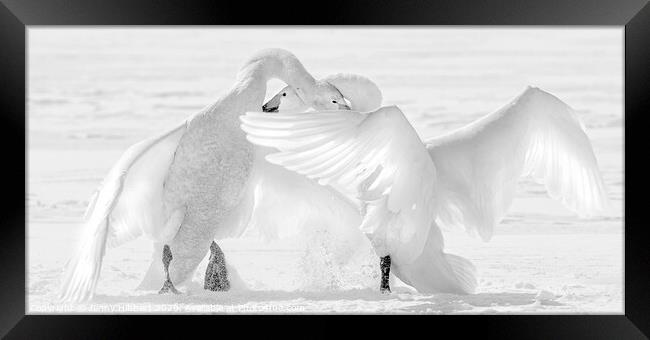 Black and White photo of two Whooper swans fighting Framed Print by Jenny Hibbert