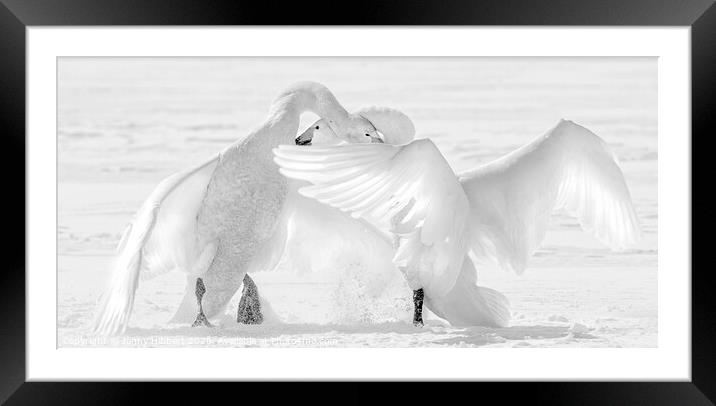 Black and White photo of two Whooper swans fighting Framed Mounted Print by Jenny Hibbert