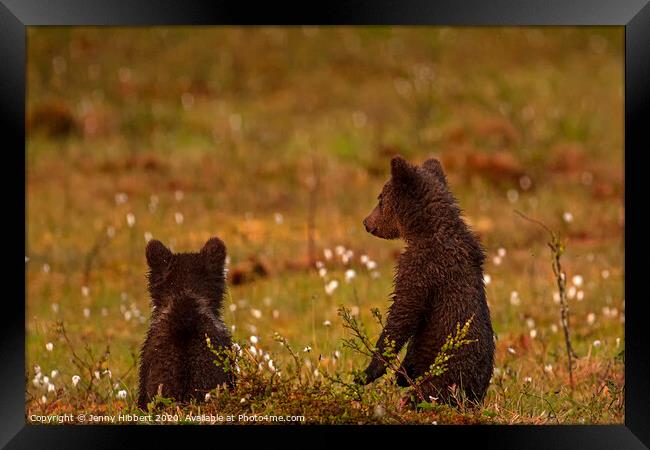 Pair of Bear cubs looking worried Framed Print by Jenny Hibbert