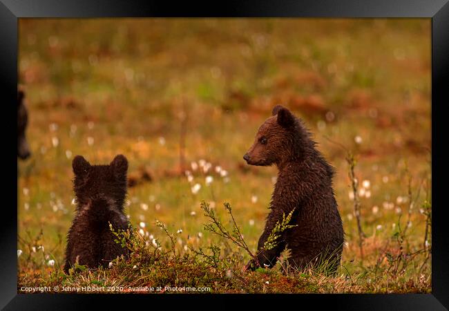 Bear cubs watching another family of bears approaching Framed Print by Jenny Hibbert