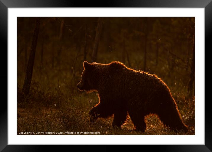 Brown bear walking through forest at dawn Framed Mounted Print by Jenny Hibbert