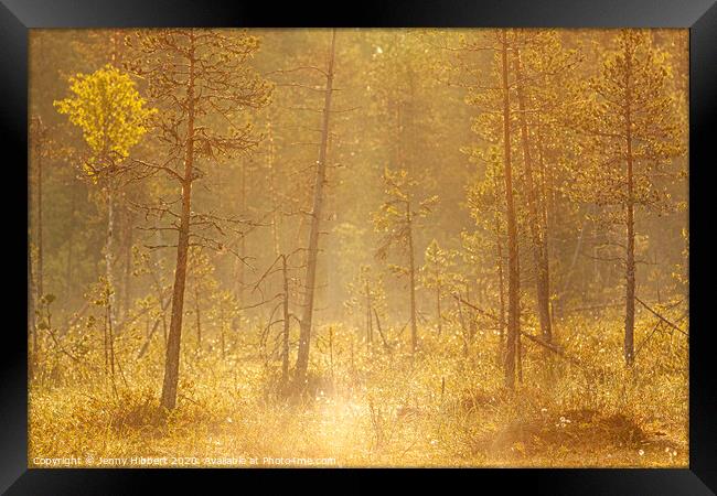 Dawn breaking through the forest trees Framed Print by Jenny Hibbert