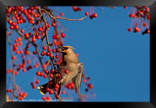 Waxwing feeding on berries in winter time Framed Print by Jenny Hibbert