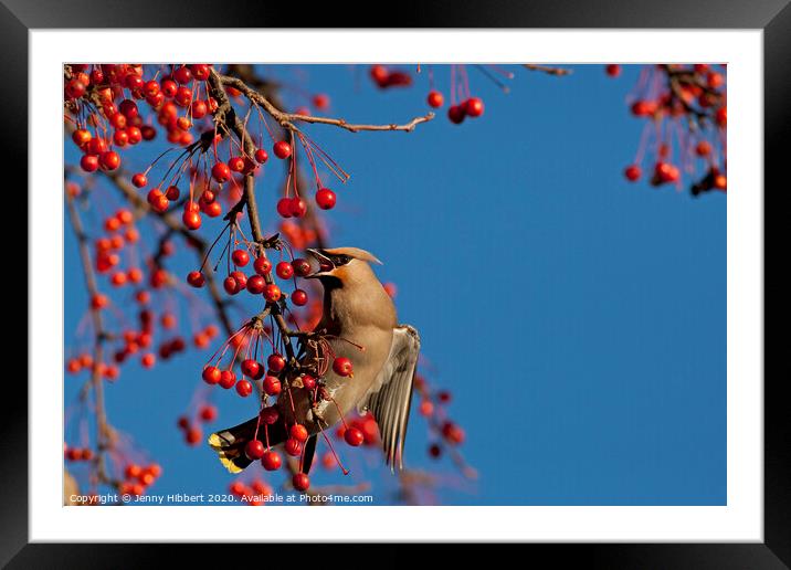 Waxwing feeding on berries in winter time Framed Mounted Print by Jenny Hibbert