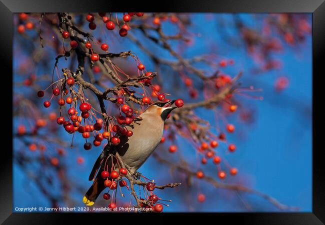 Waxwing taking a berry from tree in Cardiff. Framed Print by Jenny Hibbert