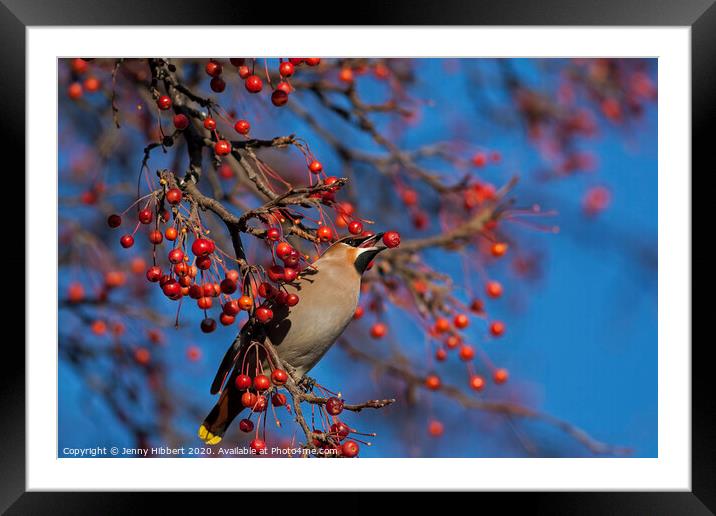 Waxwing taking a berry from tree in Cardiff. Framed Mounted Print by Jenny Hibbert