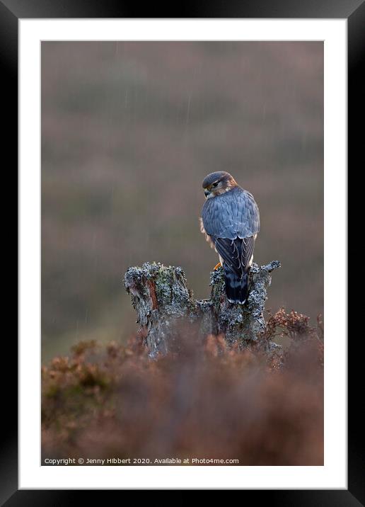 Portrait of Merlin alert in the rain, in highlands of Scotland Framed Mounted Print by Jenny Hibbert