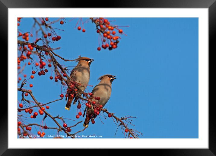 Pair of Waxwings sitting together in Cardiff Framed Mounted Print by Jenny Hibbert