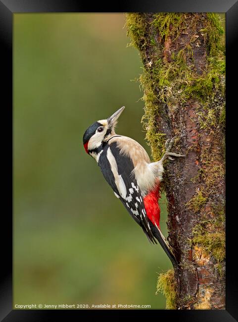 Great Spotted Woodpecker clinging to tree Framed Print by Jenny Hibbert