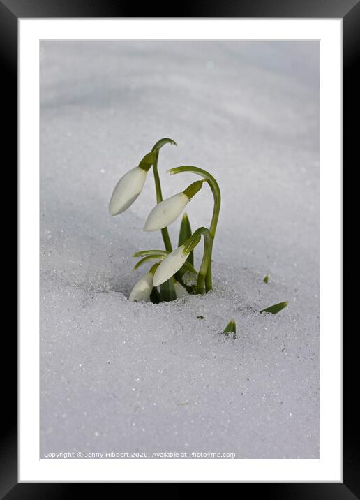 Snowdrops appearing out of snow Framed Mounted Print by Jenny Hibbert