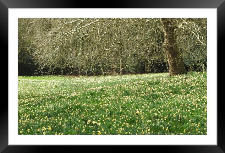 Warley Place wild daffodils. Framed Mounted Print by Brigitte Whiteing