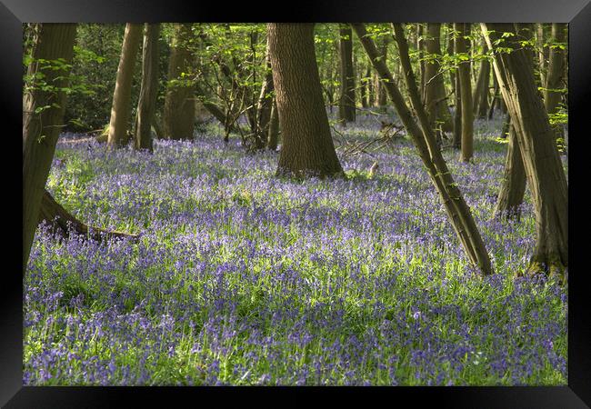 Bluebells in Blakes Wood Little Baddow Essex Framed Print by Brigitte Whiteing