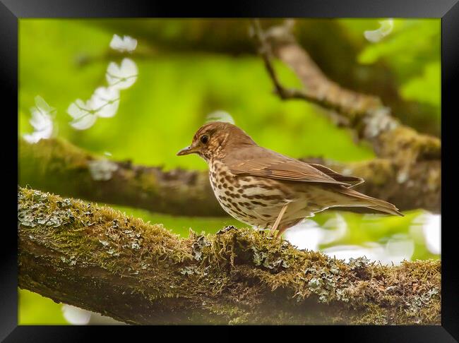 Song Thrush Framed Print by Owen Seymour