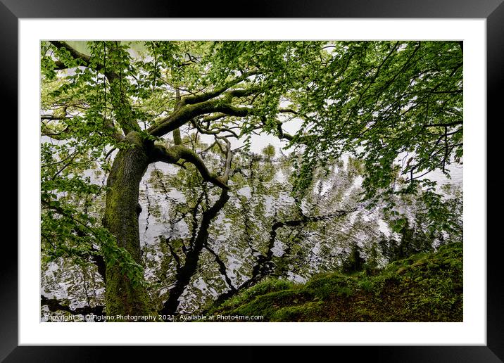 Going Out On A Limb Framed Mounted Print by DiFigiano Photography