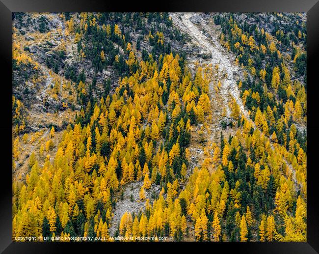 Engadine Larch Framed Print by DiFigiano Photography