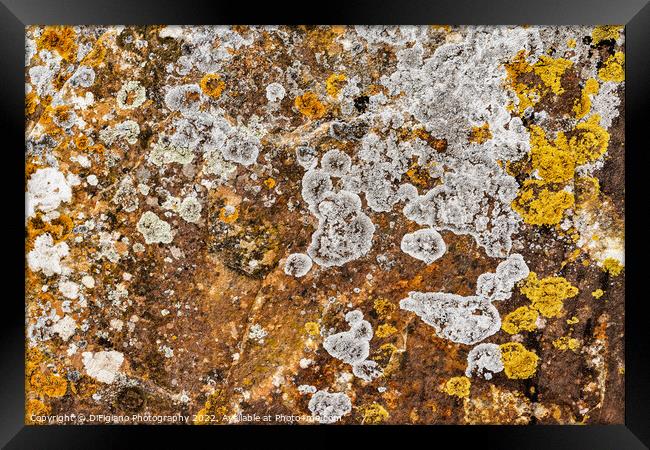 Lichen Abstract Framed Print by DiFigiano Photography