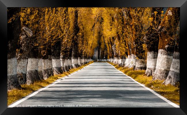 Alentejo Autumn Country Road Framed Print by DiFigiano Photography