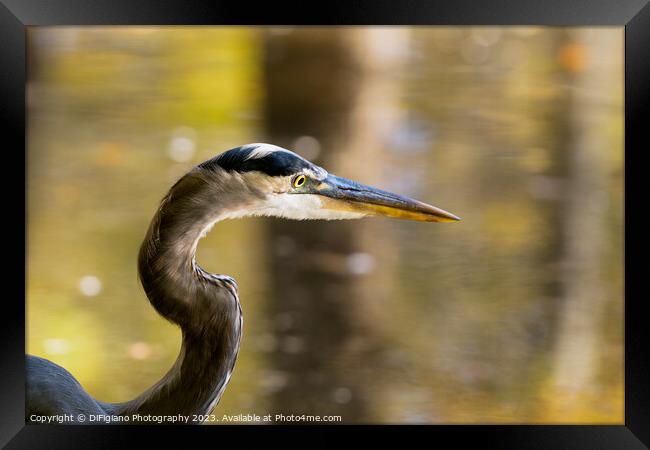 Great Heron Framed Print by DiFigiano Photography