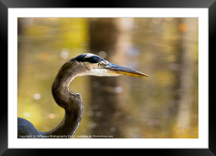 Great Heron Framed Mounted Print by DiFigiano Photography