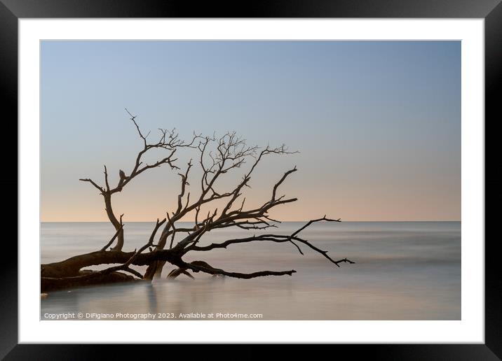 The Boneyard 23/6 Framed Mounted Print by DiFigiano Photography