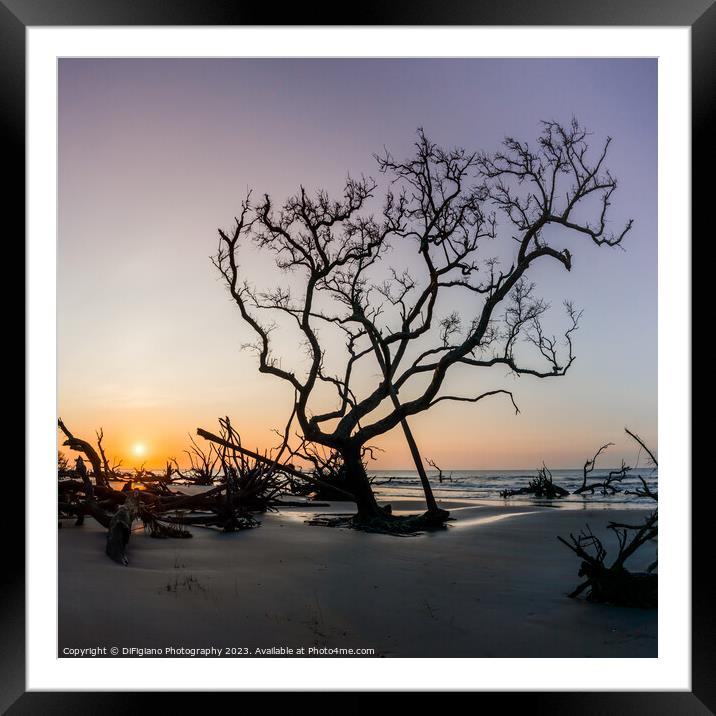 The Boneyard 23/9 Framed Mounted Print by DiFigiano Photography