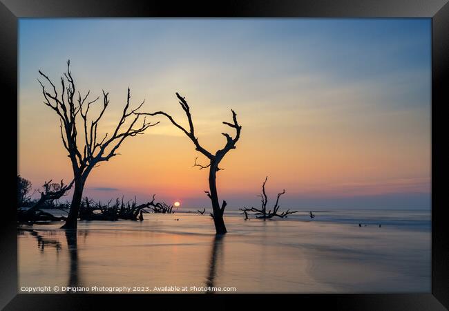 The Boneyard 23/15 Framed Print by DiFigiano Photography