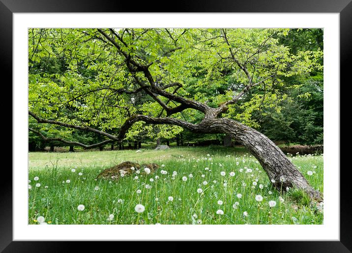 Bent But Not Broken Framed Mounted Print by DiFigiano Photography