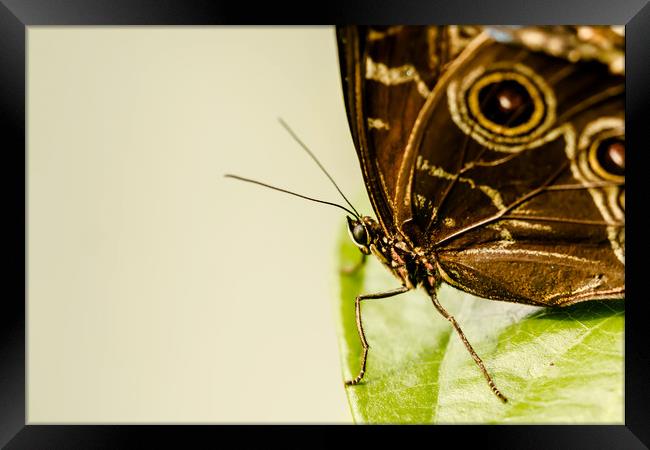 Learning To Fly Framed Print by DiFigiano Photography