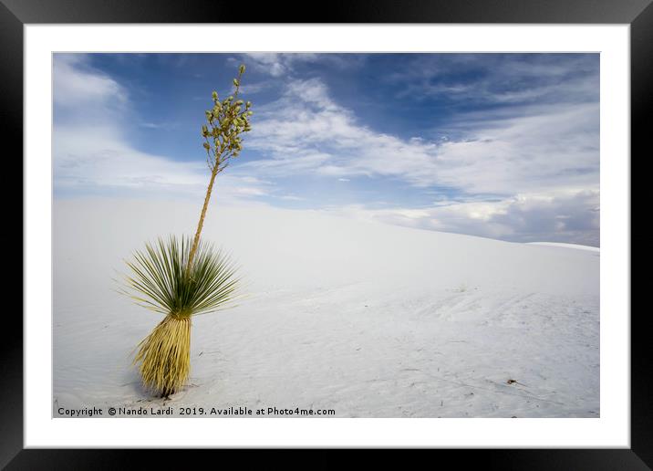 Yucca Framed Mounted Print by DiFigiano Photography