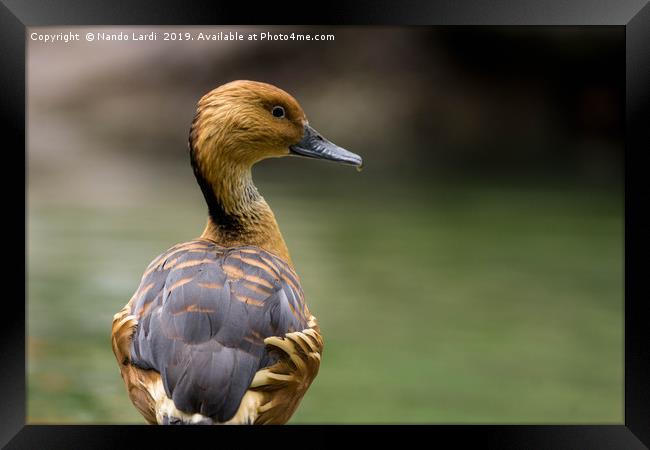 Duck And Drop Framed Print by DiFigiano Photography
