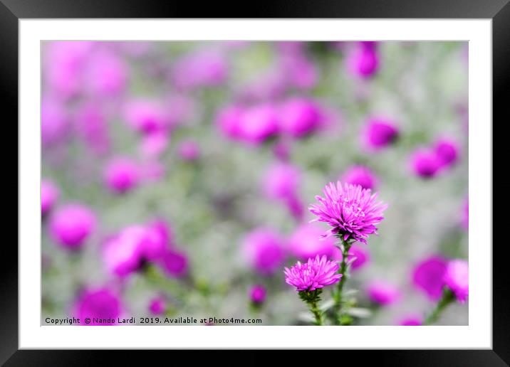 Wildwood Flower Framed Mounted Print by DiFigiano Photography