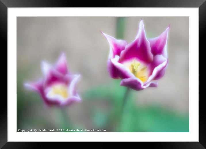 Two-toned Tulips Framed Mounted Print by DiFigiano Photography