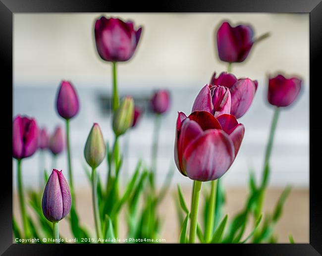 Steckborn Tulips Framed Print by DiFigiano Photography