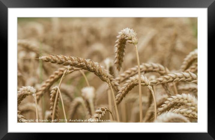 Golden Wheat Framed Mounted Print by DiFigiano Photography