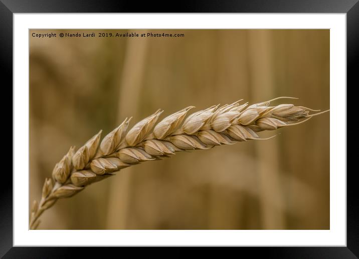 Golden Ear Framed Mounted Print by DiFigiano Photography