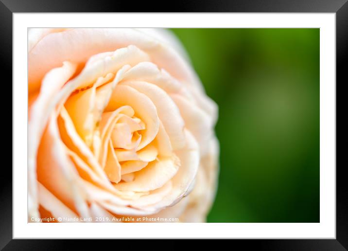 Creamy Rose Framed Mounted Print by DiFigiano Photography