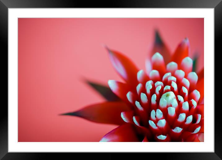 Red Hope Framed Mounted Print by DiFigiano Photography