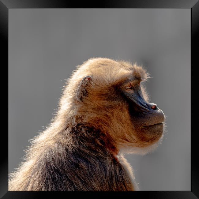 Gelada Profiled Framed Print by DiFigiano Photography