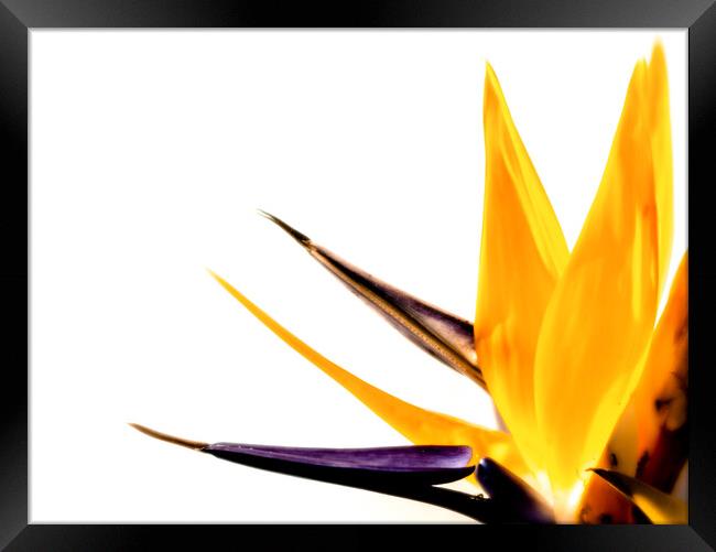 Bird of Paradise Framed Print by DiFigiano Photography