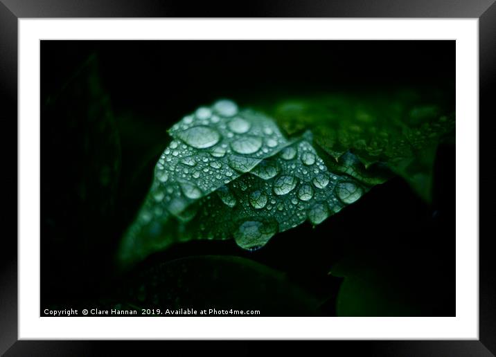 Nature's Jewels I Framed Mounted Print by Hannan Images