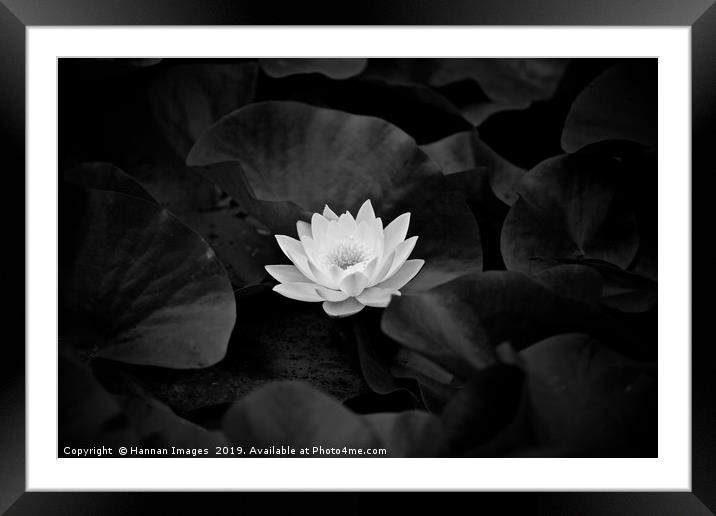 Water Lily Black and White Framed Mounted Print by Hannan Images