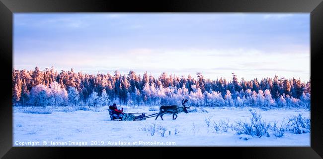 Reindeer in the snow Framed Print by Hannan Images