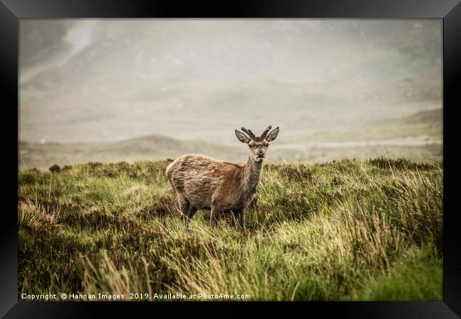 Roe deer in the Scottish Highlands Framed Print by Hannan Images