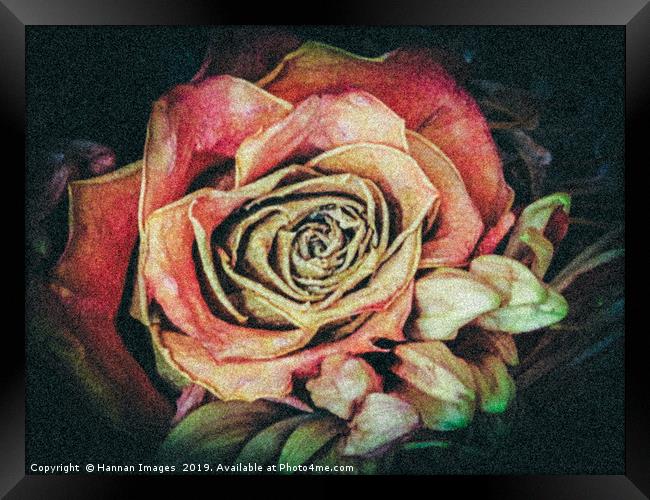 Old fashioned rose Framed Print by Hannan Images