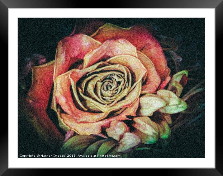 Old fashioned rose Framed Mounted Print by Hannan Images