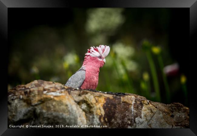 Galah Framed Print by Hannan Images