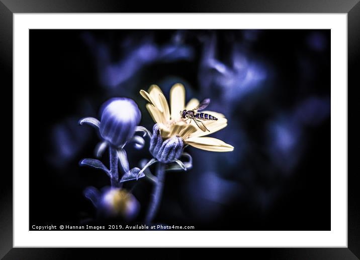 The wasp and the flower Framed Mounted Print by Hannan Images