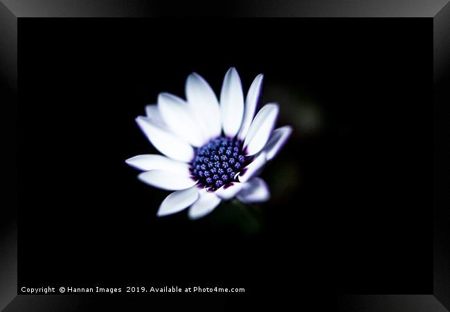 African Daisy Framed Print by Hannan Images